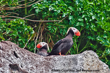 Alaska-Puffins