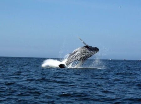 Alaska Eco and Wildlife Tours