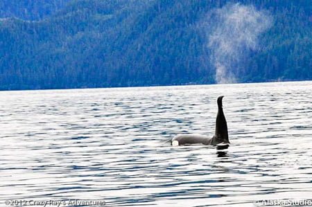 Prince William Sound Alaska Eco Tours Crazy Rays Adventures Killer Whales