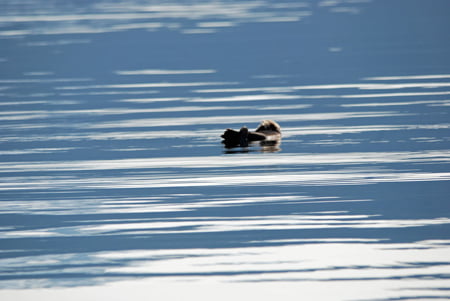 Prince-William-Sound-Eco-Tours-Crazy-Rays-Adventures-Sea-Otter