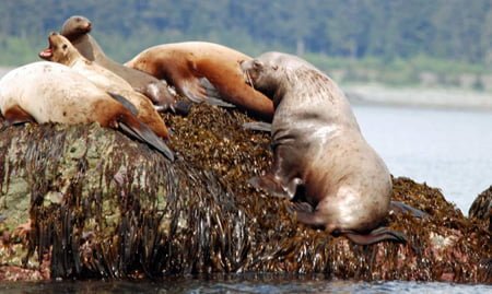 Prince William Sound Alaska Eco Tours Crazy Rays Adventures Sea lions