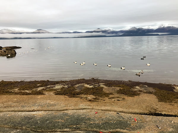 Alaska Sea Duck Hunting Gear