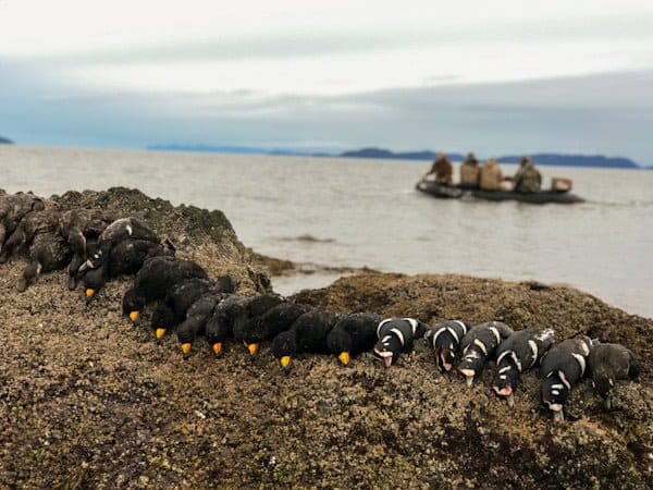 Alaska Sea Duck Hunting - Crazy Rays Adventures