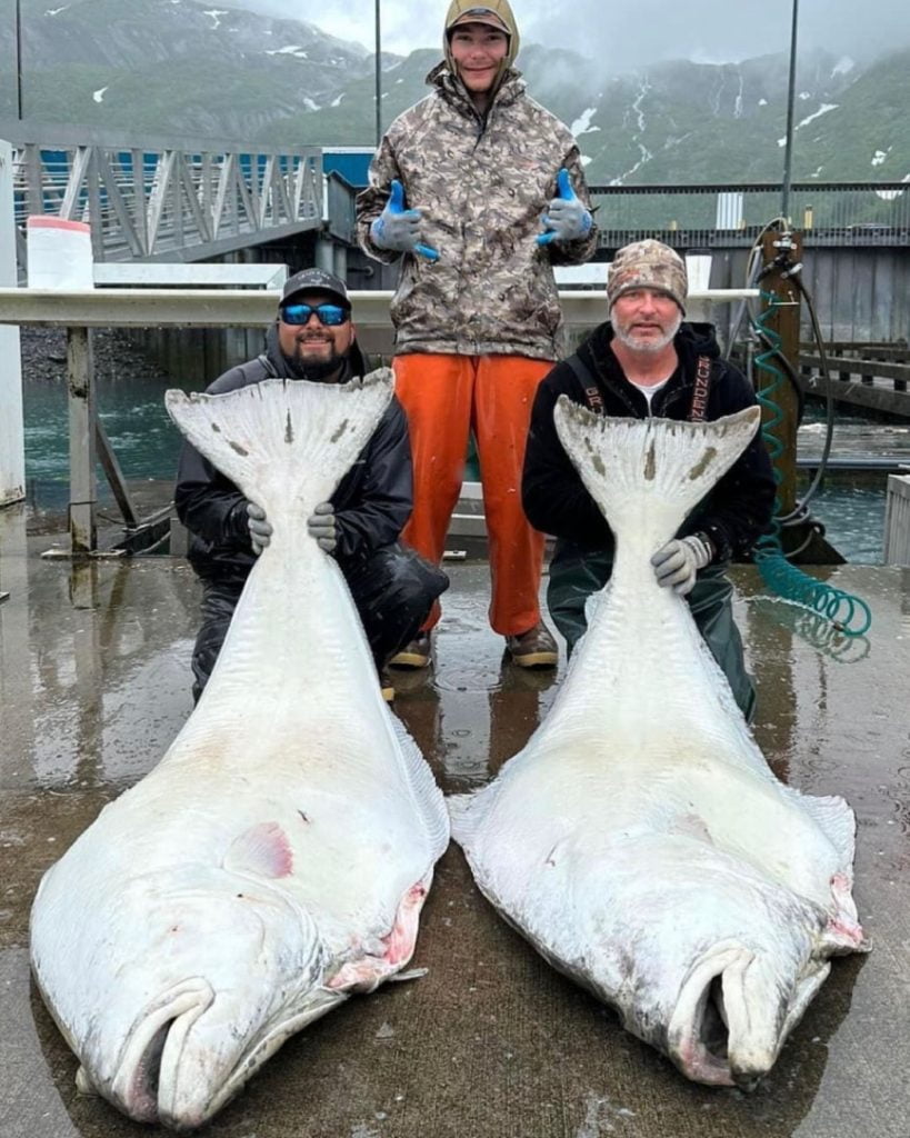 Huge Halibut Caught on Charter with Crazy Rays in Whittier Alaska